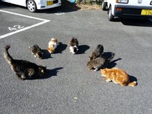 enoshimacats.jpgのサムネール画像
