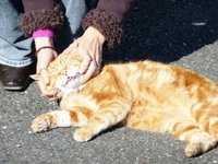 enoshimacats2.jpg