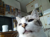 No4クーパーcopy.jpg