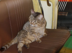 kobi-1.jpg