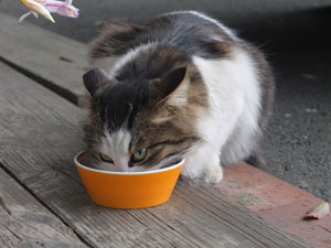 DSCF7603.jpg
