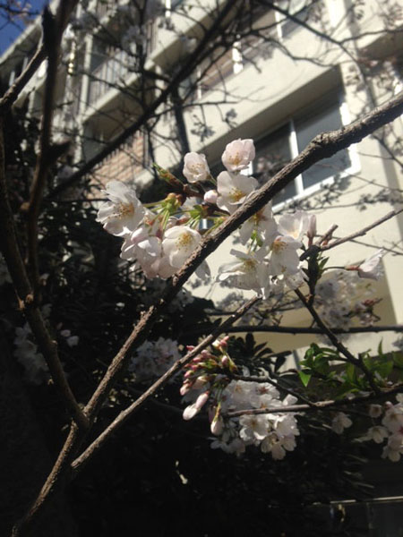 Sakura.jpg