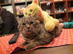 DSCF7532.JPG