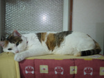 P1000351.JPG