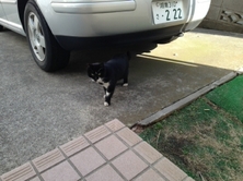 IMG_0239ねこ222.jpg